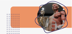 300X144_musculoesqueletica